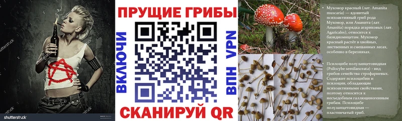 Галлюциногенные грибы Psilocybe  Чайковский 